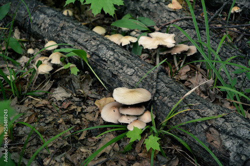Fallen trees and mushrooms in the forest.