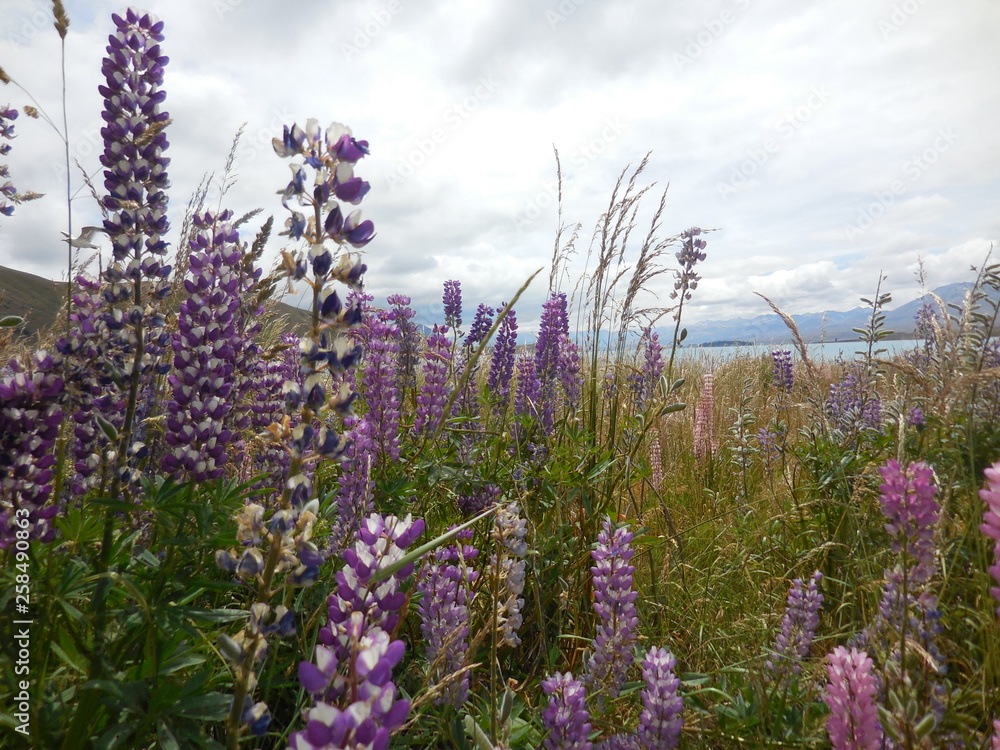 Obraz premium The close up of purple colored lupines at the lake Tekapo, NZ