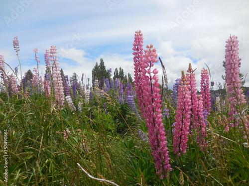 The close up of pink and purple lupines under the summer sun, NZ