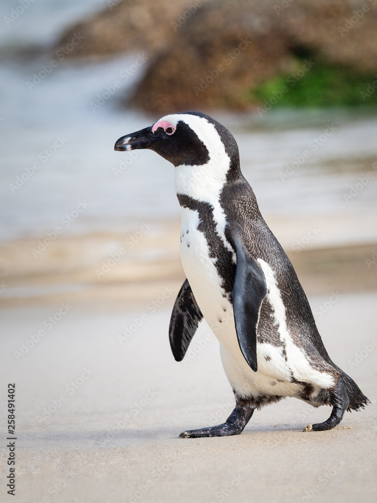 Naklejka premium African Penguin Walking