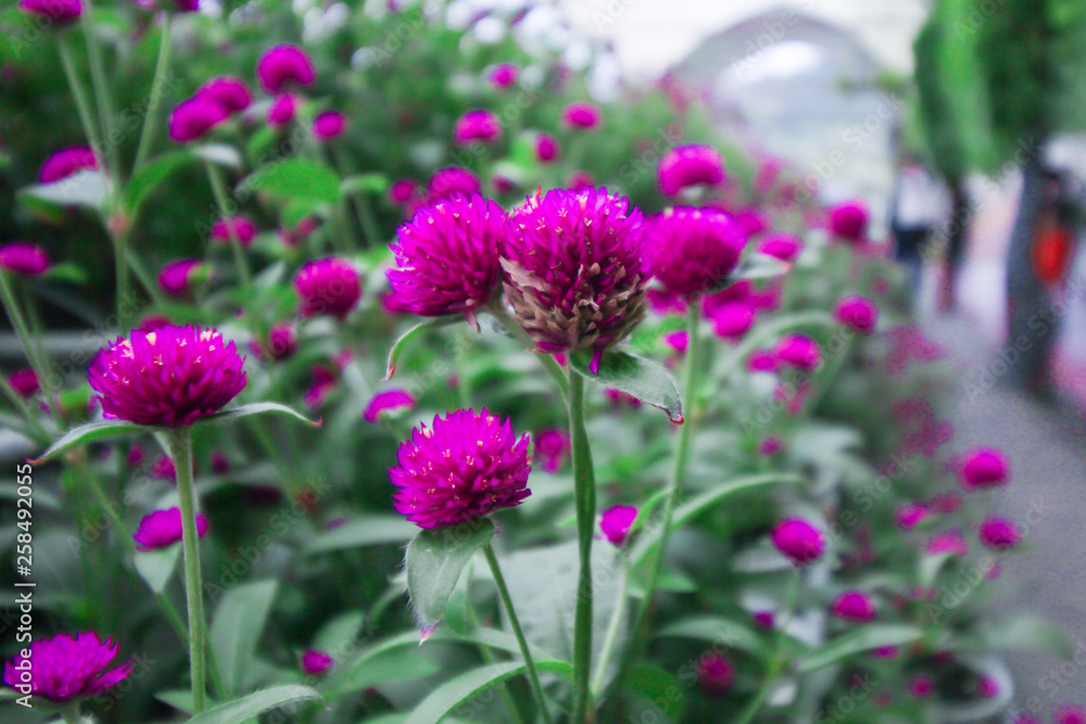 Obraz premium Gomphrena garden