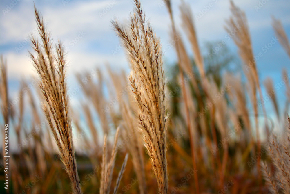 landscape background of golden grass against the blue sky landscape background of golden grass against the blue sky