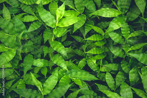 Green leaves. Green leaves background texture. Creative layout made of green leaves.