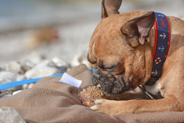 Leinwandbilder Französische Bulldogge Französische Bulldogge im Strandurlaub  © Firn