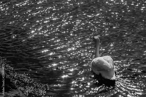 swan in the sea