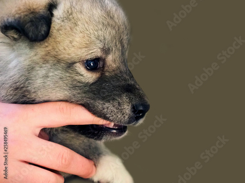 Alabai puppy gnaws his finger, because his teeth itch and grow. Pets care. Puppy dog nibbles hand of its owner. Central asian shepherd dog, tobet. Copy space photo