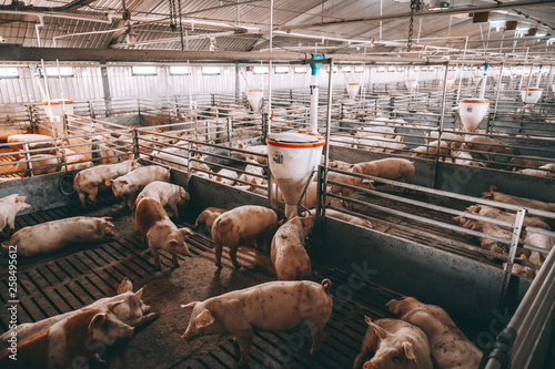 Lots of pigs in animal shed eating, standing and lying. Meat industry concept.