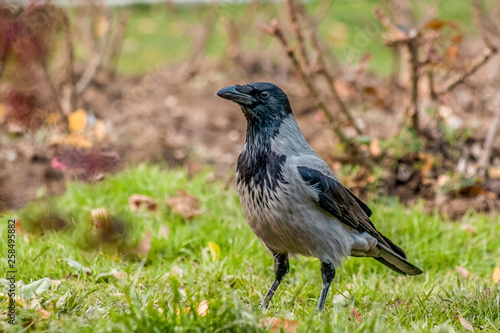 crow animal bird black