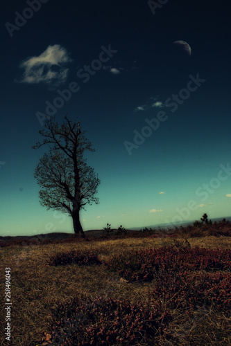 tree in the hill
