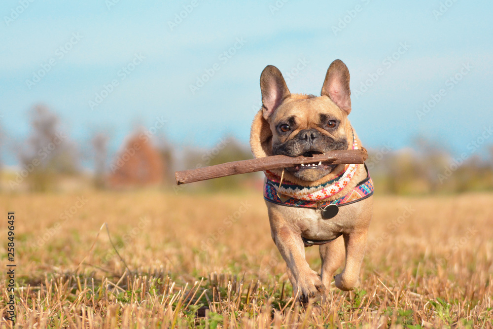 do dogs have to wear muzzles in france