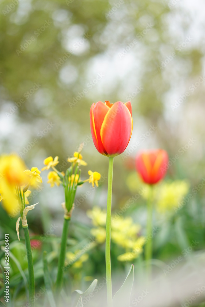 Obraz premium 春の花