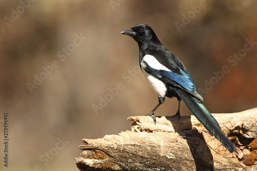 Common magpie. Pica pica