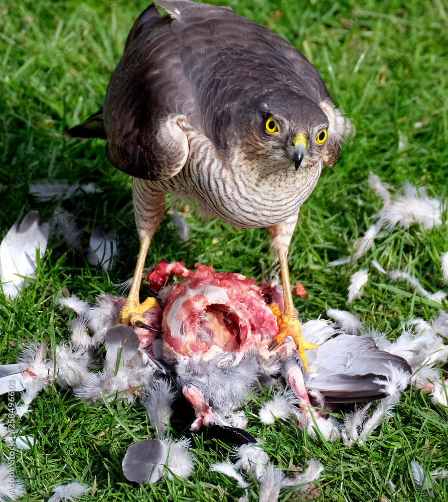 Female Sparrow Hawk With Feral Pigeon Kill In Urban House Garden Stock Photo Adobe Stock