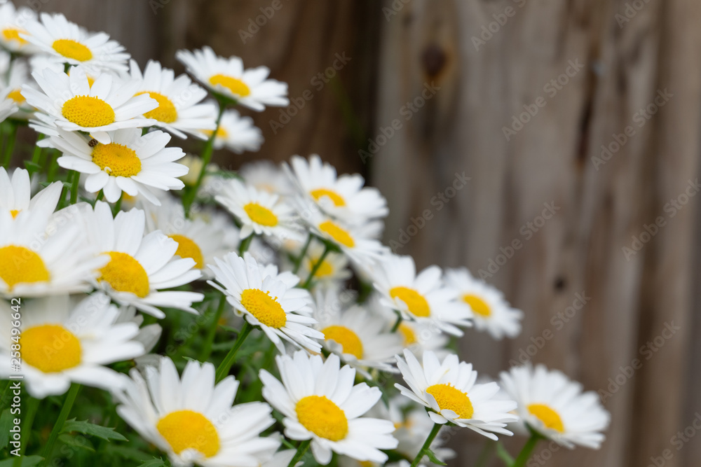 Obraz premium Field of blossom white daisy flowers for background in close up selective focus side view