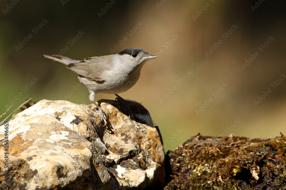 Naklejka premium Blackcap. Sylvia atricapilla
