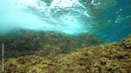 Wallpaper Mural Fish sea breams underwater in the Mediterranean sea with small wave breaking on rock below water surface, France Torontodigital.ca