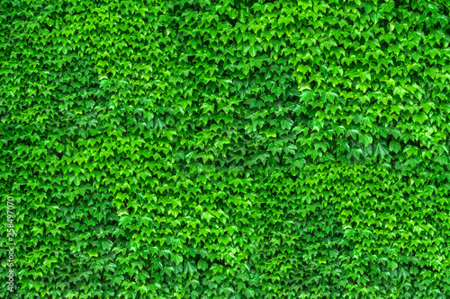 Green leaves. Green leaves background texture. Creative layout made of green leaves.