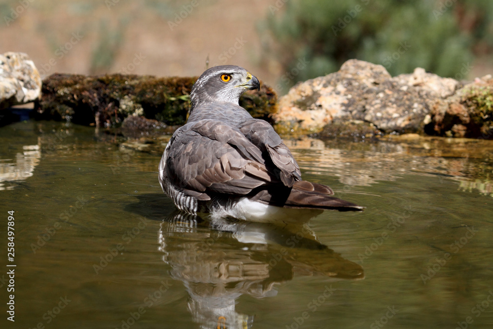 Fototapeta premium Tree years old female of Northern goshawk, Accipiter gentilis