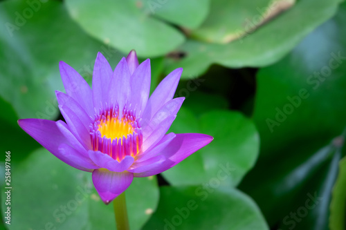 Close up violet pink lotus blooming in the pond.