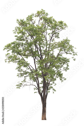 Tree isolated on white background. Burma padauk tree on white background.