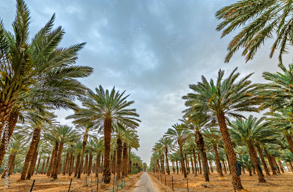 Obraz premium Countryside road among plantations of date palms. Image depicts an advanced desert agriculture industry in the Middle East