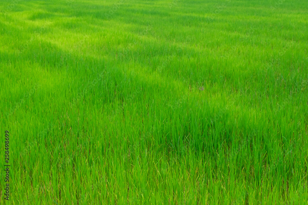 Green field of rice in Thailand for background Green field of rice in Thailand for background