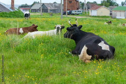 Cow resting and lying in the grass