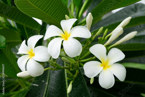 White plumeria on the plumeria tree branch