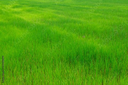 Green field of rice in Thailand for background