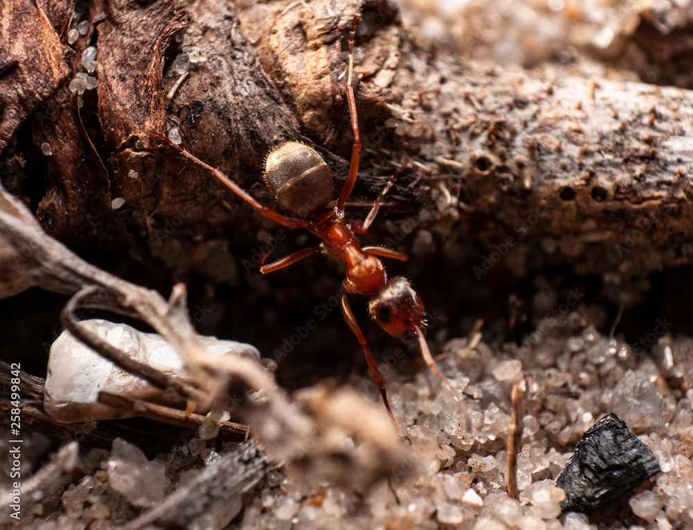 Red ant is very small. Red ant is very small.