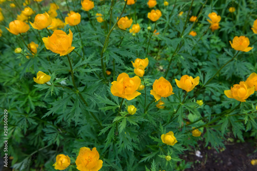 Pflanzen, plants, Heilkraeuter, medicinal herbs, bluehend, blooming, Pflanzen, plants, Heilkraeuter, medicinal herbs, bluehend, blooming,