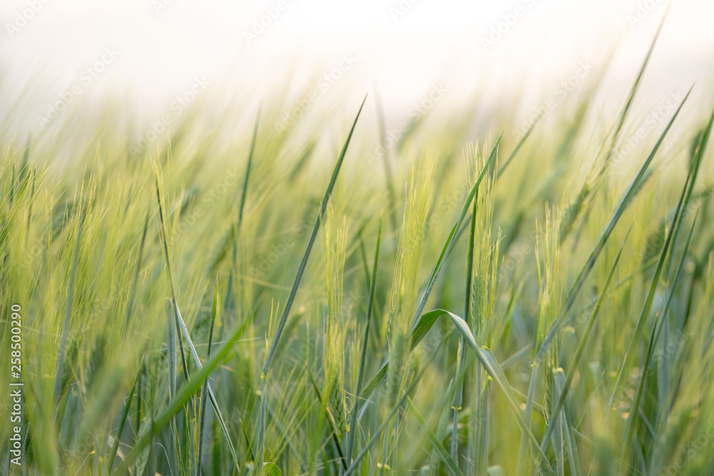Selective focus close up shot of beautiful organic green barley in barley field with blurred scenery barley under shining sunlight at sunset sky backgrounds