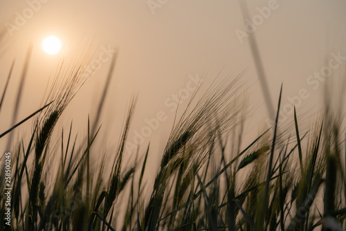 Selective focus low angle close up shot of silhouette beautiful organic green barley in barley field with blurred scenery barley and shining sunlight at sunset sky backgrounds