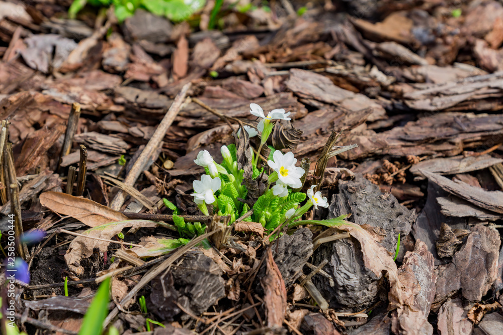 Young blooming primrose in the spring garden.