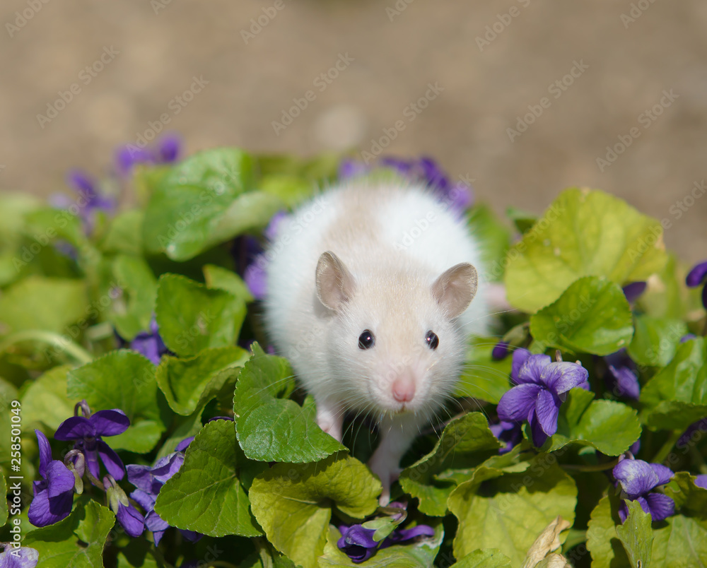 Rat on the bed with violets Rat on the bed with violets