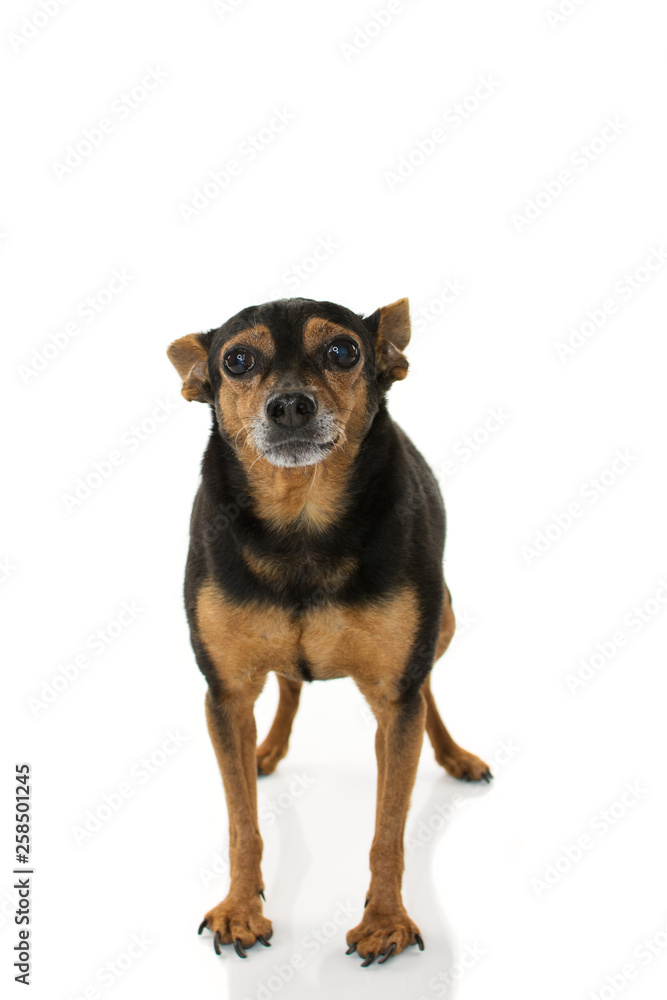 ELDERLY PINCHER DOG WITH CATARACT, LEGS AND PAWS DOG WITH OSTHEOARTHRITIS AND ARTHROSE. ISOLATED SHOT AGAINST WHITE BACKGROUND. ELDERLY PINCHER DOG WITH CATARACT, LEGS AND PAWS DOG WITH OSTHEOARTHRITIS AND ARTHROSE. ISOLATED SHOT AGAINST WHITE BACKGROUND.