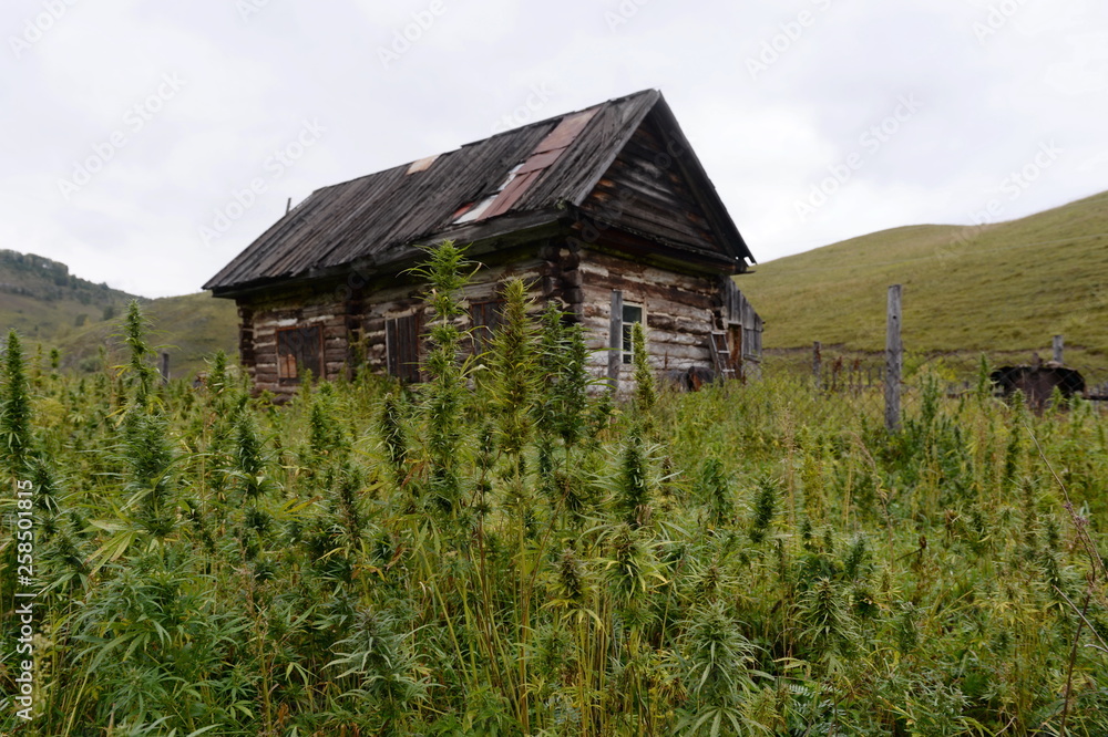 Obraz premium Cannabis bushes in Western Siberia. Russia