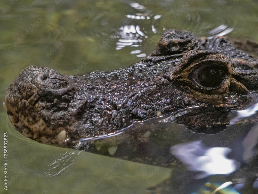 Fototapeta premium Dwarf crocodile Osteolaemus tetraspis, one of the small crocodiles