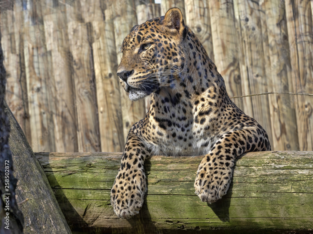 Sri Lanka Leopard, Panthera pardus kotiya, lying high on branch Sri Lanka Leopard, Panthera pardus kotiya, lying high on branch