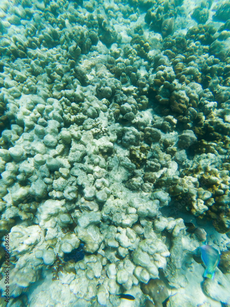 Fototapeta premium underwater marine life on coral reefs