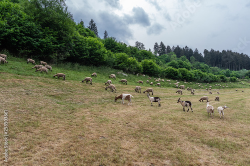 The grazing sheeps on a pasture