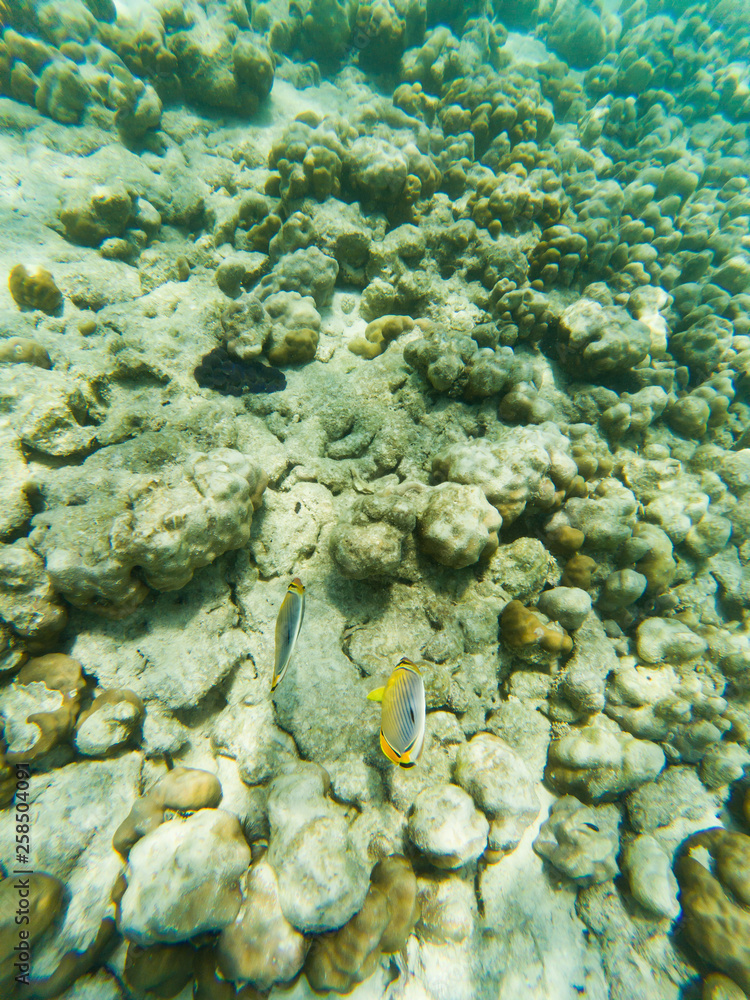 underwater marine life on coral reefs underwater marine life on coral reefs