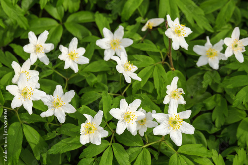 Flowering Anemone nemorosa flowers in the spring