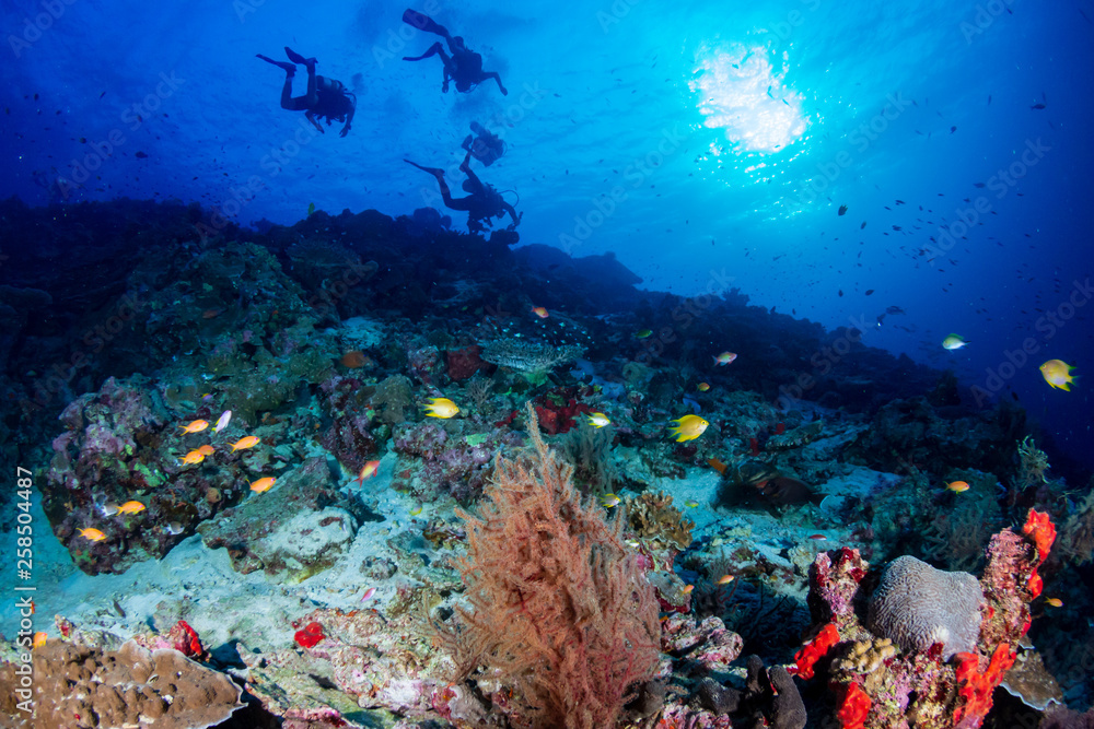 Naklejka premium SCUBA divers swimming over a tropical coral reef