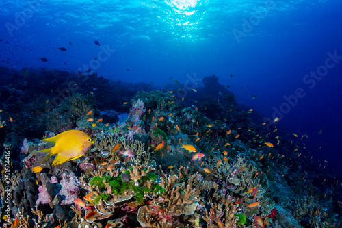 Fototapeta Naklejka Na Ścianę i Meble -  A beautiful hard coral reef in shallow water at sunrise