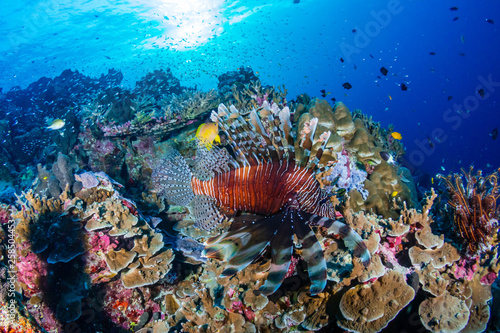 Colorful Lionfish patrolling a tropical coral reef at sunrise
