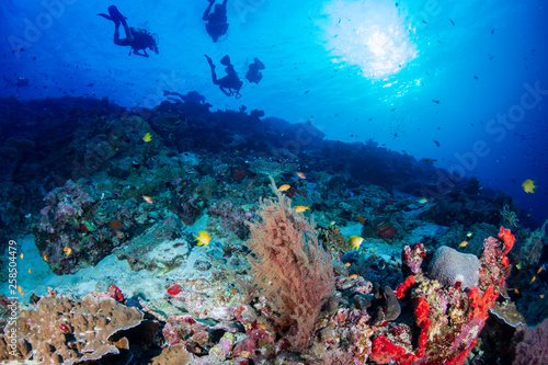 SCUBA divers swimming over a tropical coral reef