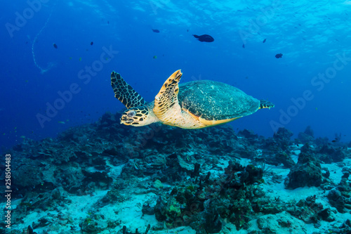 Fototapeta Naklejka Na Ścianę i Meble -  Hawksbill Sea Turtle swimming along a tropical coral reef at sunrise