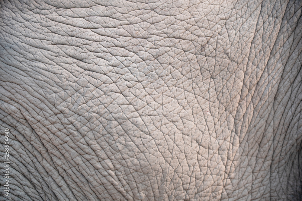 close up skin texture of elephant close up skin texture of elephant