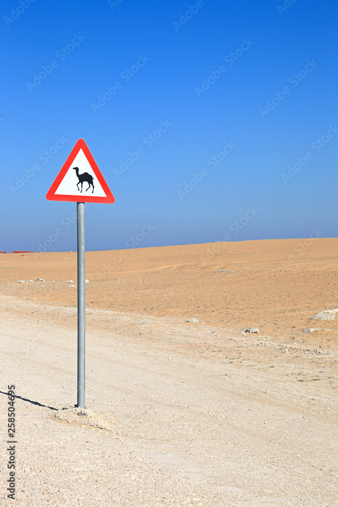 Camel Crossing in the desert